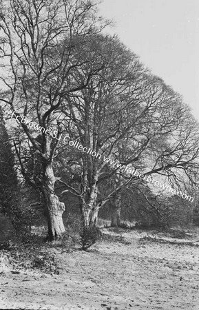 TREES IN SNOW